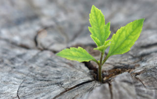 caratteristiche del legno